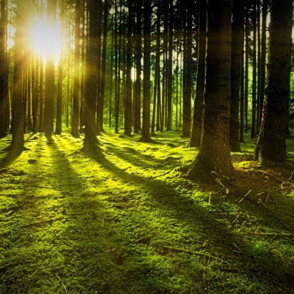  Iniciativa para la Transparencia en la Acción Climática
